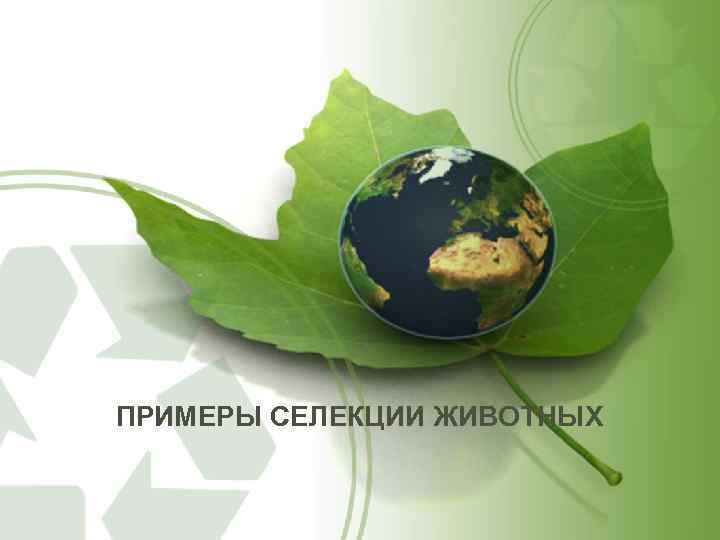 ПРИМЕРЫ СЕЛЕКЦИИ ЖИВОТНЫХ 