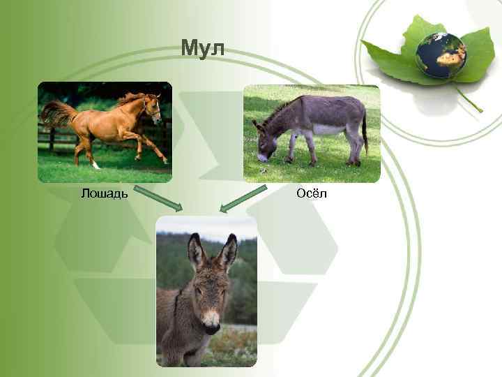 Мул Лошадь Осёл 