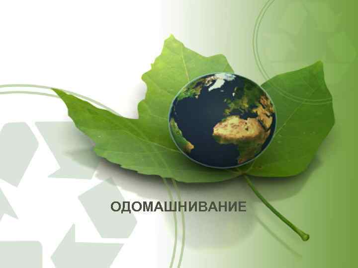 ОДОМАШНИВАНИЕ 