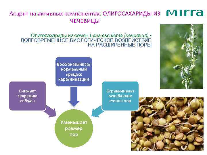Акцент на активных компонентах: ОЛИГОСАХАРИДЫ ИЗ ЧЕЧЕВИЦЫ Олигосахариды из семян Lens esculenta (чечевица) ДОЛГОВРЕМЕННОЕ