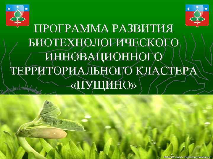 ПРОГРАММА РАЗВИТИЯ БИОТЕХНОЛОГИЧЕСКОГО ИННОВАЦИОННОГО ТЕРРИТОРИАЛЬНОГО КЛАСТЕРА «ПУЩИНО» 