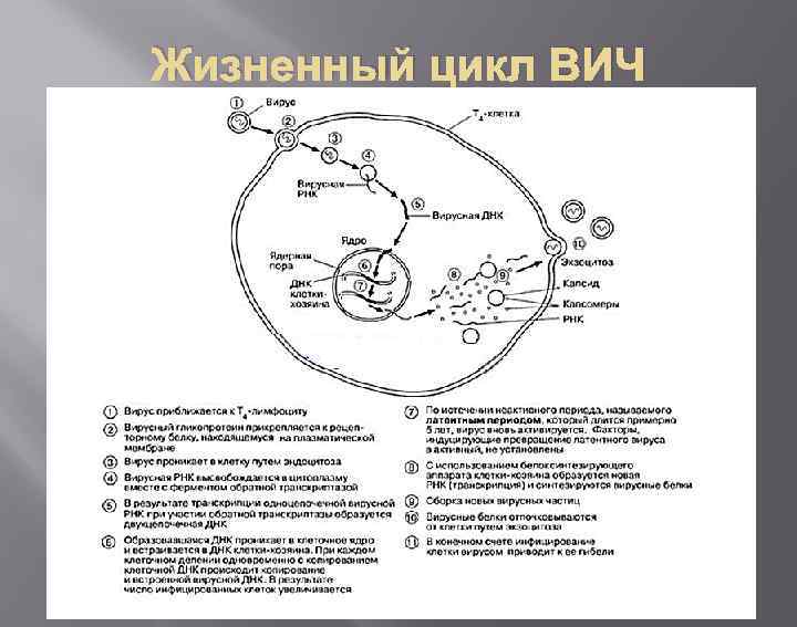 Жизненный цикл ВИЧ 