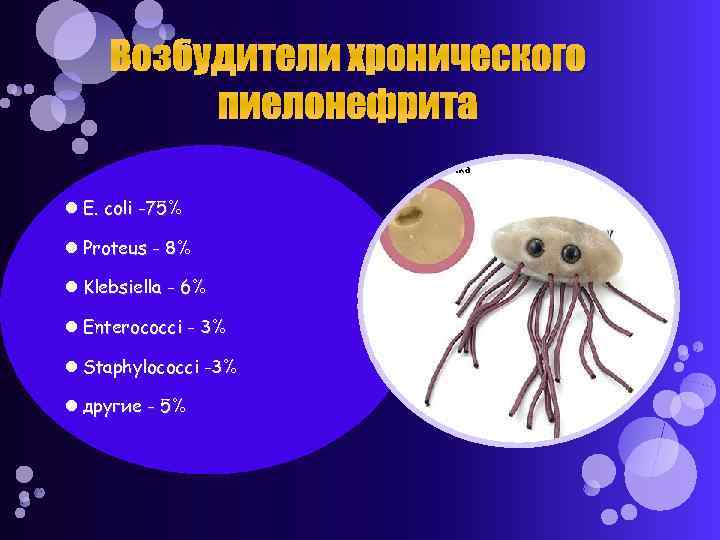 Возбудители хронического пиелонефрита E. coli -75% Proteus - 8% Klebsiella - 6% Enterococci -