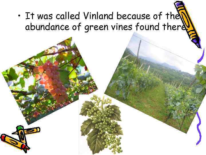  • It was called Vinland because of the abundance of green vines found