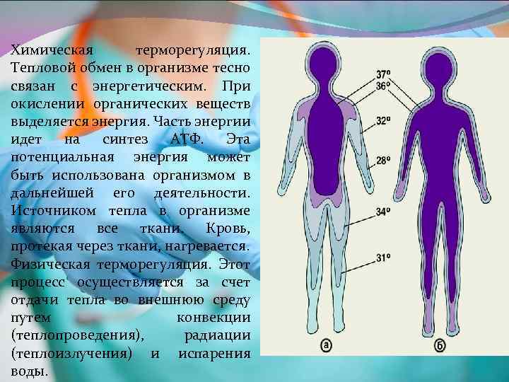 Химическая терморегуляция. Тепловой обмен в организме тесно связан с энергетическим. При окислении органических веществ