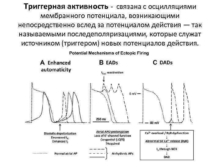 Триггерная активность - связана с осцилляциями мембранного потенциала, возникающими непосредственно вслед за потенциалом действия