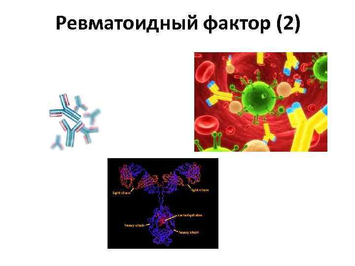 Ревматоидный фактор 5. Ревматоидный фактор, le-клетки. Ревматоидный фактор. Ревматоидный фактор у собак. Значение ревматоидный фактор 0,8.