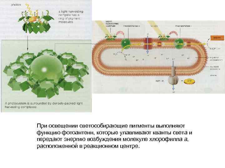 При освещении светособирающие пигменты выполняют функцию фотоантенн, которые улавливают кванты света и передают энергию