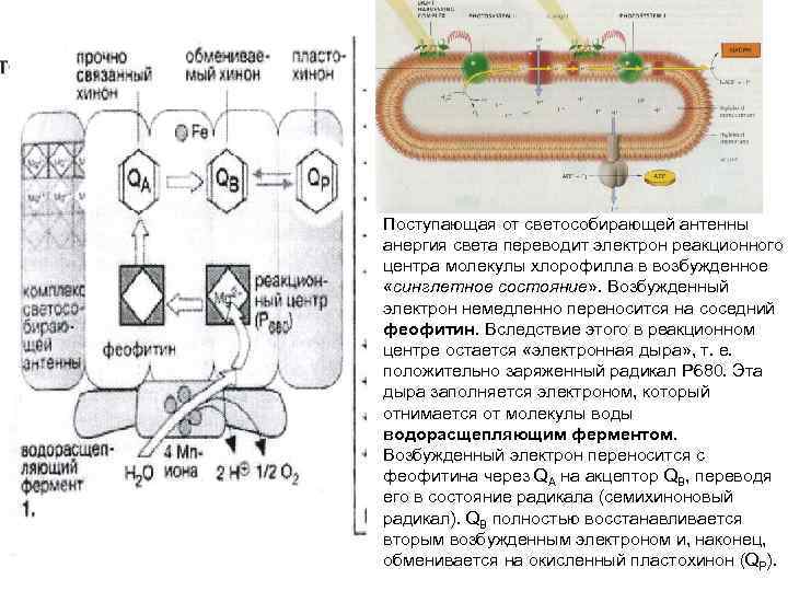 Поступающая от светособирающей антенны анергия света переводит электрон реакционного центра молекулы хлорофилла в возбужденное