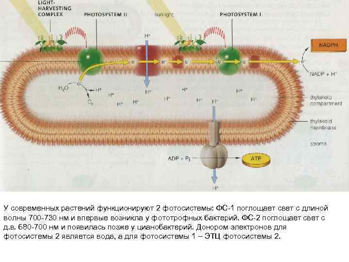 Фотосистема 2. Фотосинтез фотосистемы 1 и 2. Фотосистема 1 и фотосистема 2. Фотосистема 1 и фотосистема 2 таблица. Фотосистема серобактерий.