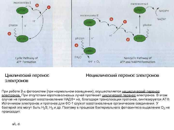 Нециклическое фотофосфорилирование z схема - 83 фото