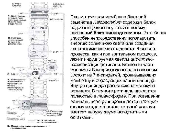 Плазматическая мембрана бактерий семейства Halobacterium содержит белок, подобный родопсину глаза и потому названный бактериородопсином.