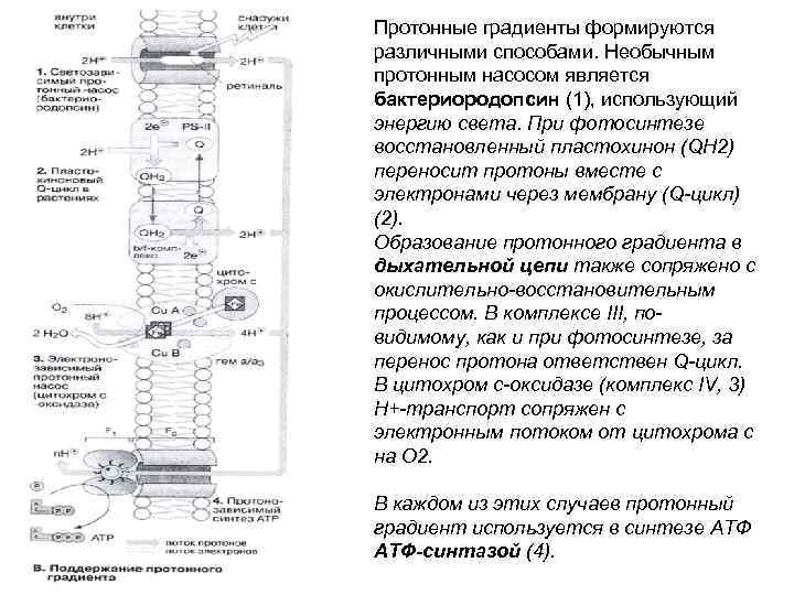 Протонные градиенты формируются различными способами. Необычным протонным насосом является бактериородопсин (1), использующий энергию света.