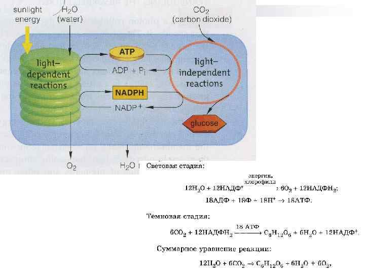 Схема фотосинтеза и дыхания