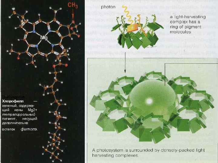 Фотосинтез возбуждение хлорофилла. Возбуждение молекулы хлорофилла. Пространственная молекула хлорофилла. Пространственная структура хлорофилла. Четвертичная структура хлорофилла.
