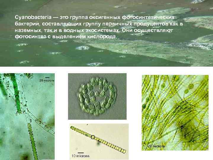 Cyanobacteria — это группа оксигенных фотосинтетических бактерий, составляющих группу первичных продуцентов как в наземных,