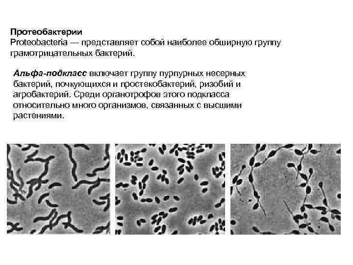 Протеобактерии Proteobacteria — представляет собой наиболее обширную группу грамотрицательных бактерий. Альфа-подкласс включает группу пурпурных