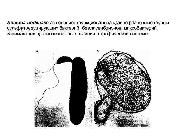 Дельта-подкласс объединяет функционально крайне различные группы сульфатредуцирующих бактерий, бделловибрионов, миксобактерий, занимающих противоположные позиции в