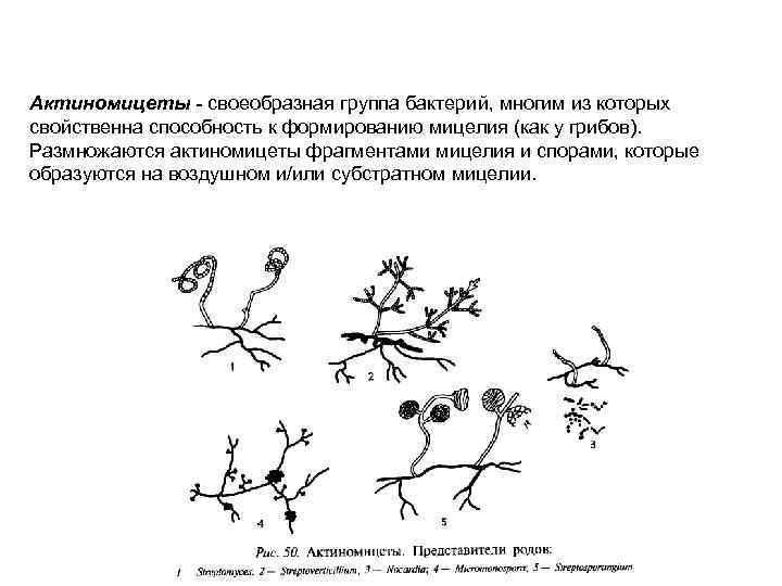 Актиномицеты - своеобразная группа бактерий, многим из которых свойственна способность к формированию мицелия (как
