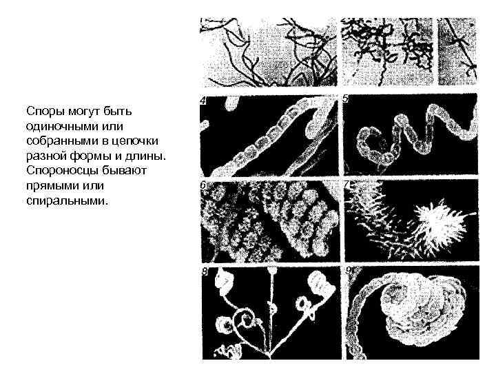 Споры могут быть одиночными или собранными в цепочки разной формы и длины. Спороносцы бывают