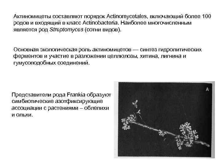 Актиномицеты составляют порядок Actinomycetales, включающий более 100 родов и входящий в класс Асtinobacteria. Наиболее