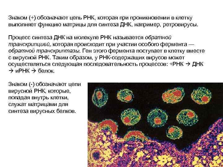 Знаком (+) обозначают цепь РНК, которая при проникновении в клетку выполняет функцию матрицы для