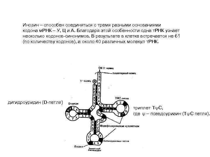 Инозин – способен соединяться с тремя разными основаниями кодона м. РНК – У, Ц