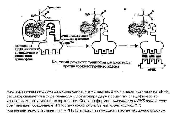 Наследственная информация, «записанная» в молекулах ДНК и «переписанная» на м. РНК, расшифровывается в ходе