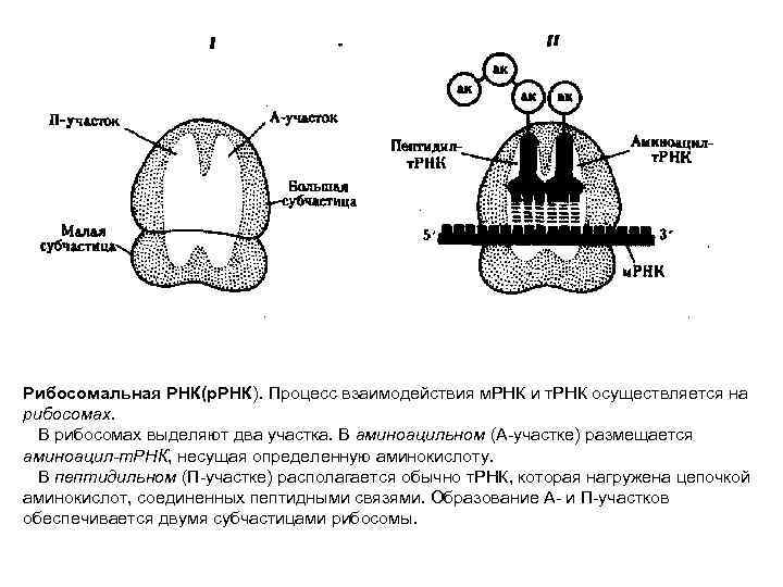 Синтез вирусного белка осуществляется на рибосомах