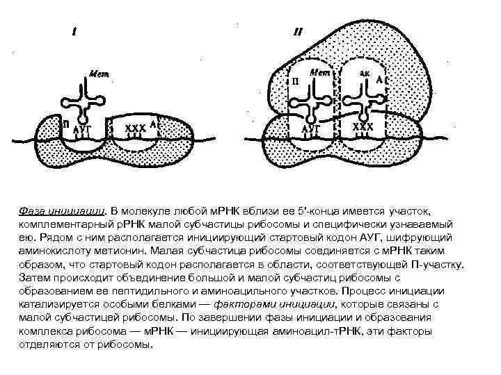Фаза инициации. В молекуле любой м. РНК вблизи ее 5'-конца имеется участок, комплементарный р.