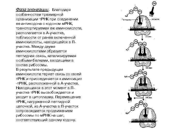 Фаза элонгации. Благодаря особенностям трехмерной организации т. РНК при соединении ее антикодона с кодоном