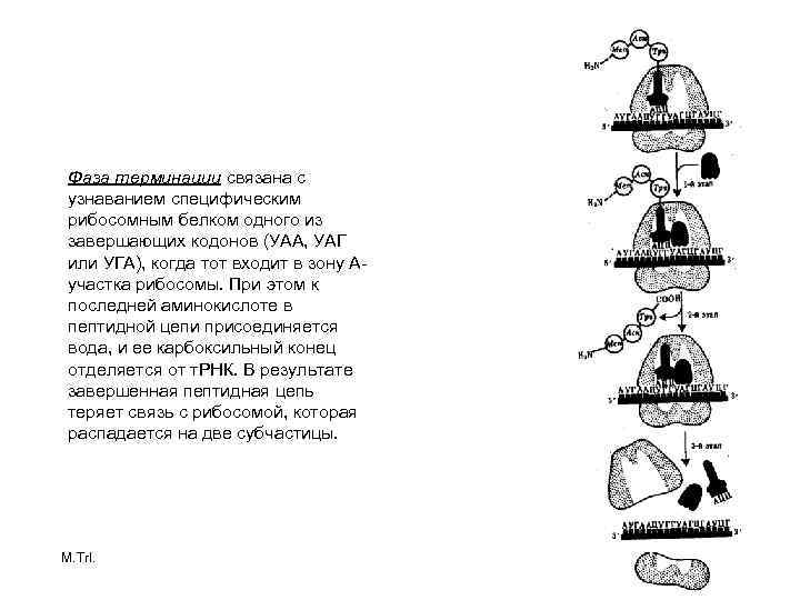 Фаза терминации связана с узнаванием специфическим рибосомным белком одного из завершающих кодонов (УАА, УАГ