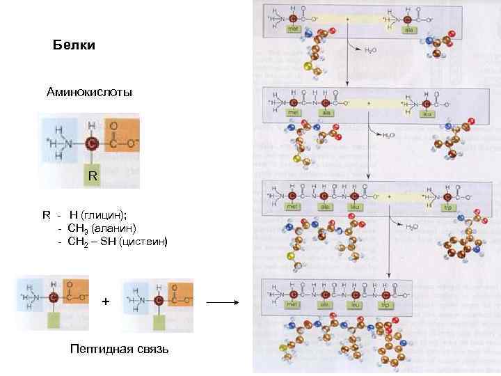 Белки Аминокислоты R R - H (глицин); - СН 3 (аланин) - СН 2