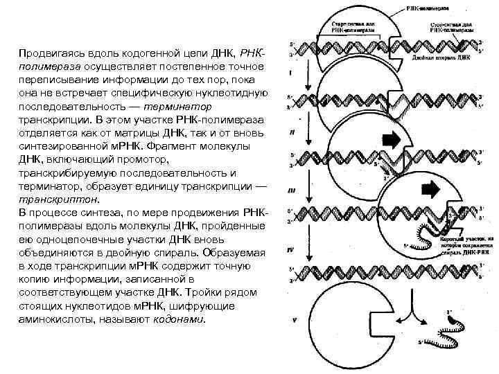 Продвигаясь вдоль кодогенной цепи ДНК, РНКполимераза осуществляет постепенное точное переписывание информации до тех пор,