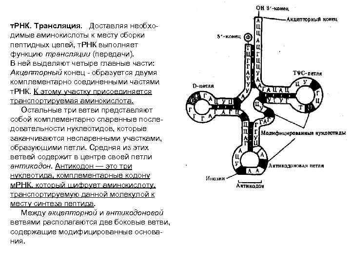 т. РНК. Трансляция. Доставляя необходимые аминокислоты к месту сборки пептидных цепей, т. РНК выполняет