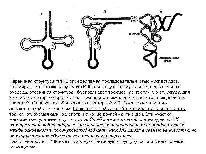 Первичная третичная структура. Первичная вторичная и третичная структура ТРНК. Первичная структура т РНК. Первичная структура ТРНК. Первичная структура транспортной РНК.