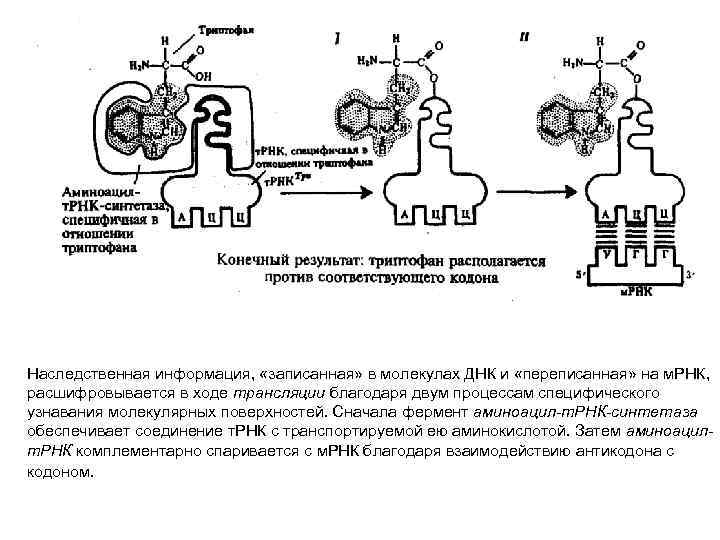 Наследственная информация, «записанная» в молекулах ДНК и «переписанная» на м. РНК, расшифровывается в ходе