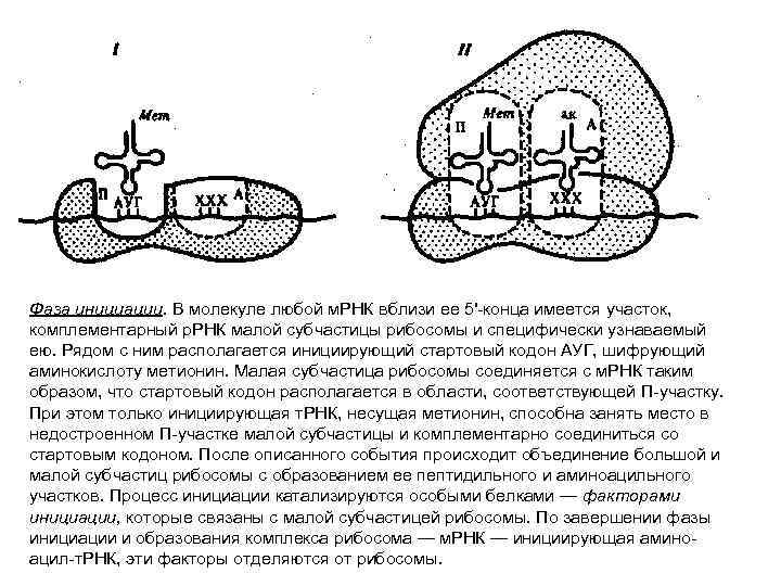 Фаза инициации. В молекуле любой м. РНК вблизи ее 5'-конца имеется участок, комплементарный р.