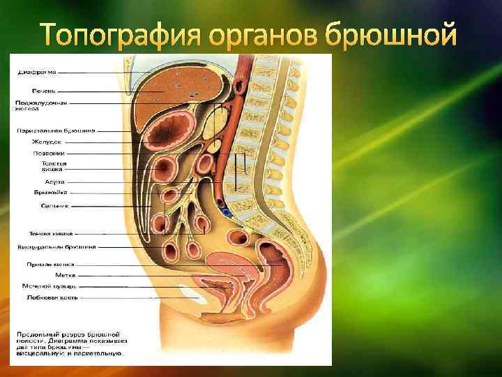 Расположение органов у женщин в брюшной полости фото