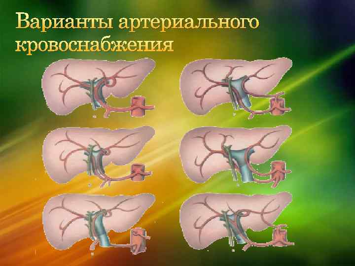 Варианты артериального кровоснабжения 