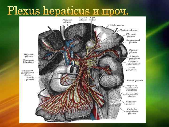 Plexus hepaticus и проч. 