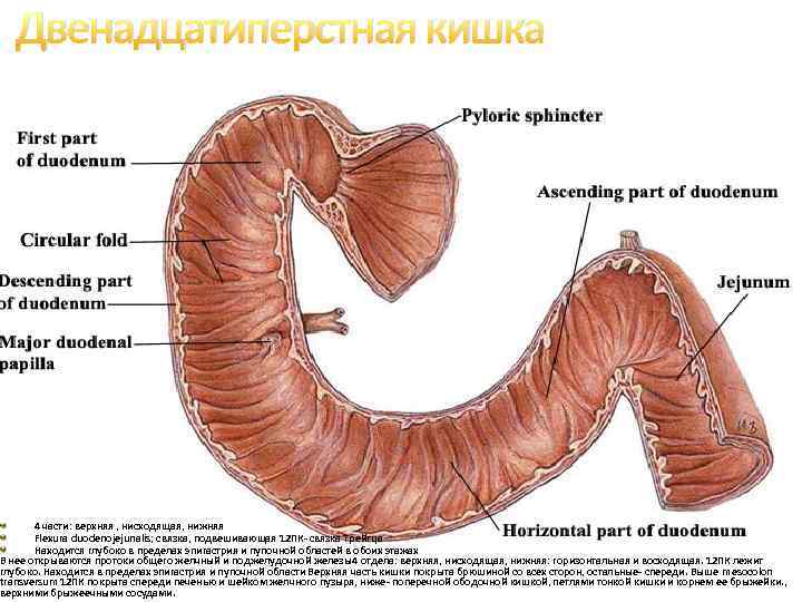 Двенадцатиперстная кишка 4 части: верхняя , нисходящая, нижняя Flexura duodenojejunalis; связка, подвешивающая 12 ПК-