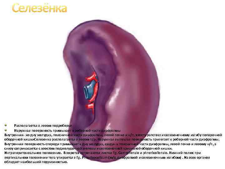 Селезёнка Располагается в левом подреберье Наружная поверхность примыкает к реберной части диафрагмы Внутренняя- ко