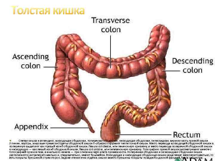 Толстая кишка Слепая кишка и аппендикс, восходящая ободочная, поперечная ободочная, нисходящая ободочная, сигмовидная, верхняя