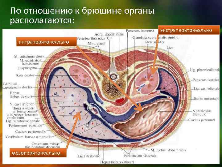 Топография органов