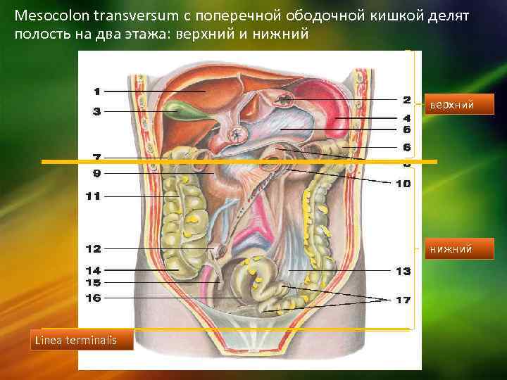 Нижняя брюшная полость. Верхний этаж брюшной полости топографическая. Анатомия верхнего этажа брюшной полости. Топографическая анатомия органов верхнего этажа брюшной полости. Мезоколон трансверсум.