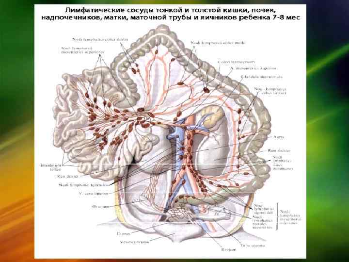 Брыжеечные лимфоузлы где находятся фото