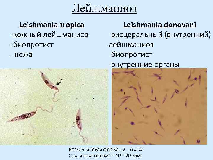 Лейшманиоз Leishmania tropica -кожный лейшманиоз -биопротист - кожа Leishmania donovani -висцеральный (внутренний) лейшманиоз -биопротист