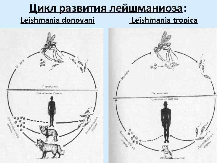 Цикл развития лейшманиоза: Leishmania donovani Leishmania tropica 