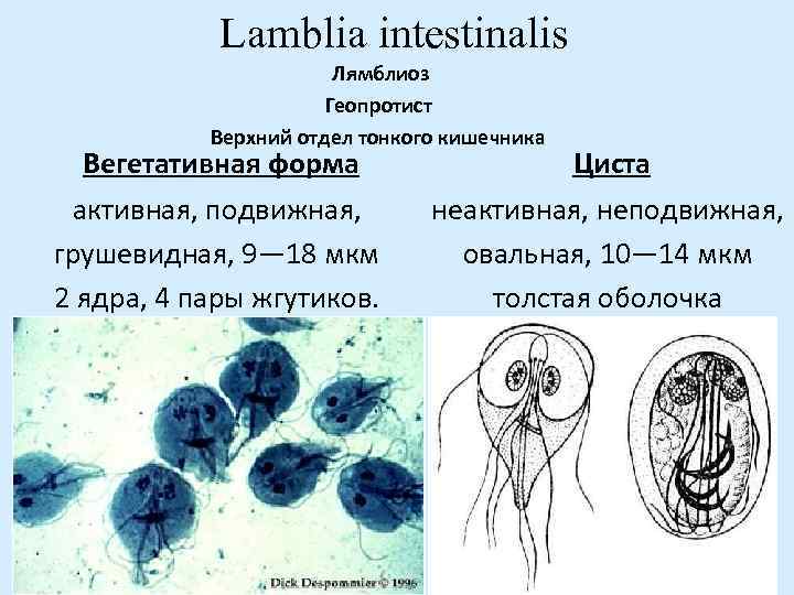 Lamblia intestinalis Лямблиоз Геопротист Верхний отдел тонкого кишечника Вегетативная форма активная, подвижная, грушевидная, 9—